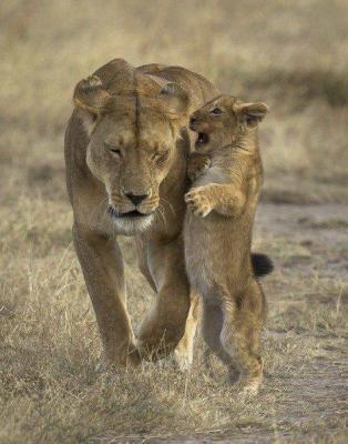 Прикрепленное изображение: tiger.jpg